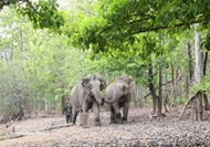 Guardians of the wild: Protecting the great tuskers of Central Highlands